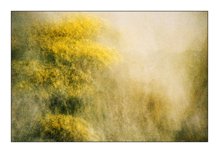 Yellow Ragwort